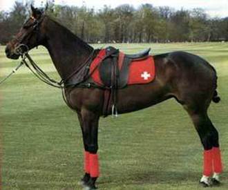 seguro para caballo